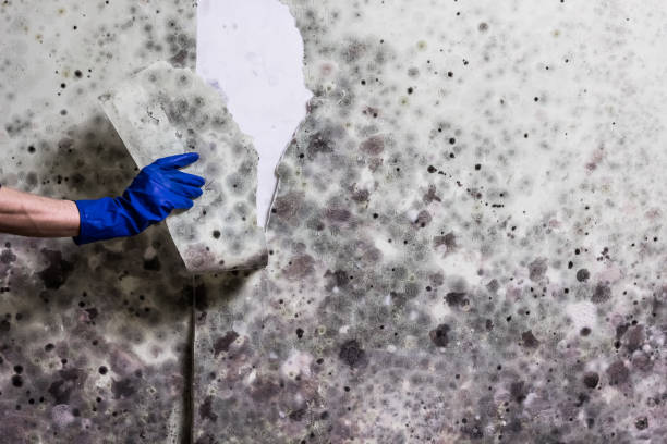 Mold Testing and Removal in Kingsford Heights, IN