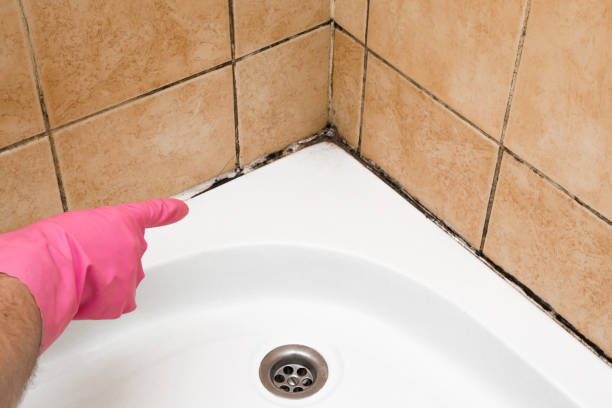 Professional Mold Removal in Kingsford Heights, IN